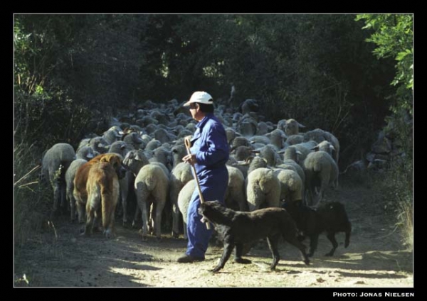 Mastín ganadero con 2 Careas - Working mastín wth 2 Careas, León, Spain 2001
Photo: Jonas Nielsen - © Copyright.  

Keywords: flock working ganadero