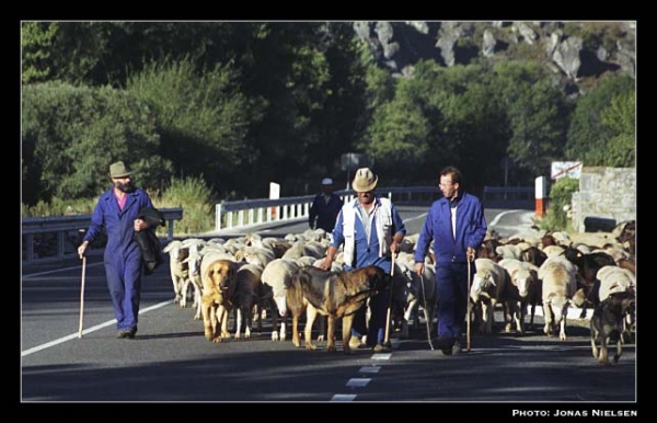 Mastínes ganaderos - Working mastines, León, Spain
Photo: Jonas Nielsen - © Copyright.  

Keywords: flock working ganadero