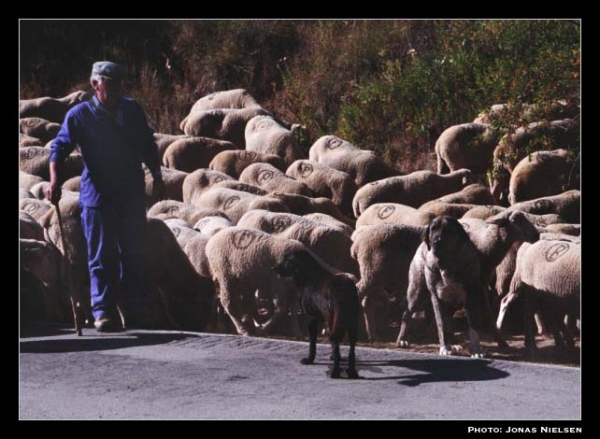 Mastín ganadero - Working mastín, León, Spain
Photo: Jonas Nielsen - © Copyright.  

Keywords: flock working ganadero