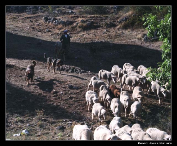 Mastines ganaderos (Ismael - León 2001) 
Photo: Jonas Nielsen - © Copyright.  

Keywords: flock working ganadero ismael