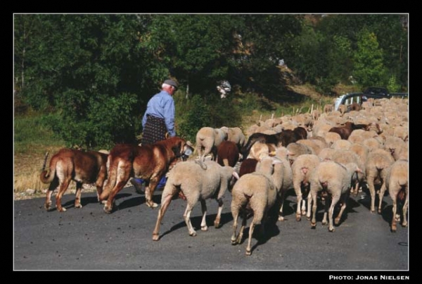 Mastines ganaderos - Working mastines, Sena de Luna, León Spain
Photo: Jonas Nielsen - © Copyright.  

Keywords: flock working ganadero