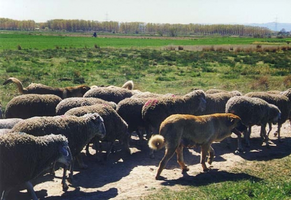 Mastines ganaderos - Working mastines, León, Spain
Photo: Jonas Nielsen - © Copyright.  

Keywords: flock working ganadero