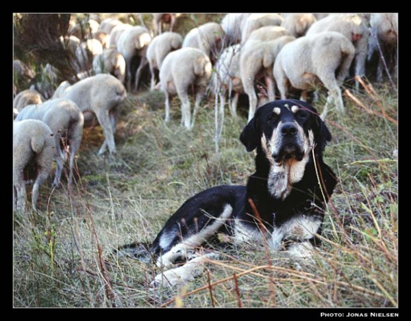 Mastín ganadero, male 12 months old (Ismael - León 2001) 
Photo: Jonas Nielsen - © Copyright.  
Keywords: flock working ganadero ismael