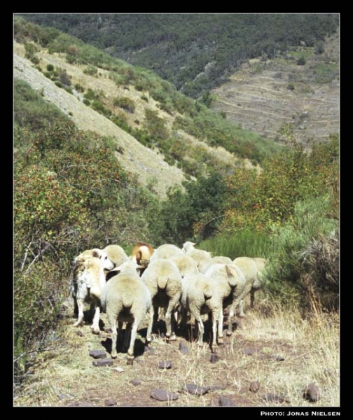 Mastín ganadero (Ismael - León 2001) 
Photo: Jonas Nielsen - © Copyright.  

Keywords: flock working ganadero ismael