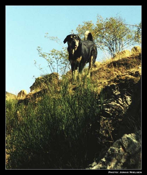 Mastín ganadero - male, 12 months old (Ismael - León 2001) 
Photo: Jonas Nielsen - © Copyright.  

Keywords: flock working ganadero ismael