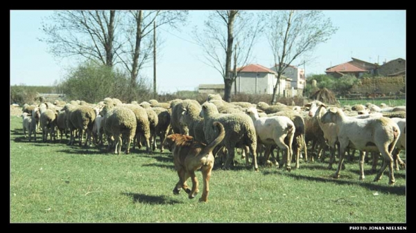 Mastín ganadero (cachorro) - Working mastin (puppy) - León, Spain
Photo: Jonas Nielsen. © Copyright  

Keywords: flock working ganadero