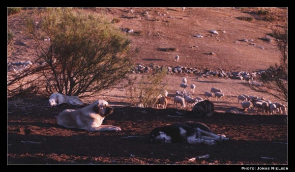 Mastines ganaderos (Ismael - León 2001) 
Photo: Jonas Nielsen - © Copyright.  

Keywords: flock working ganadero ismael