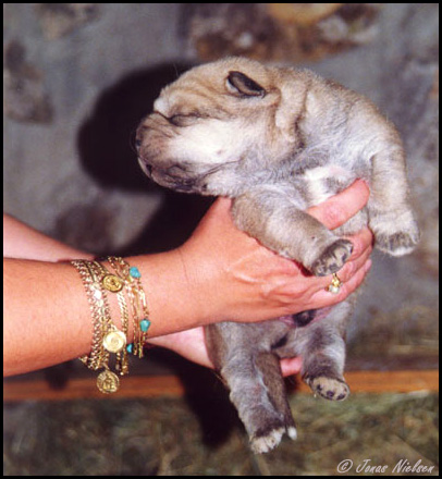 Puppy - 4 days old from kennel Laciana
Photo: Jonas Nielsen. © Copyright.  

Keywords: puppyspain puppy cachorro