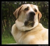 Filename=G2_Toro0006.jpg
Filesize=38KiB
Dimensions=612x572
Date added=%613 %03, %2006 G2_Toro0006.jpg