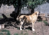 Filename=Image11~0.jpg
Filesize=127KiB
Dimensions=1000x727
Date added=%574 %16, %2010 Image11~0.jpg