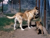 Filename=Image19~1.jpg
Filesize=136KiB
Dimensions=1000x766
Date added=%572 %16, %2010 Image19~1.jpg