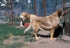 Filename=Image20~0.jpg
Filesize=131KiB
Dimensions=1000x693
Date added=%571 %16, %2010 Image20~0.jpg