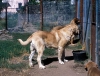 Filename=Image22~0.jpg
Filesize=145KiB
Dimensions=1000x767
Date added=%576 %16, %2010 Image22~0.jpg