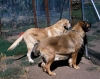 Filename=Image23.jpg
Filesize=114KiB
Dimensions=1000x793
Date added=%576 %16, %2010 Image23.jpg