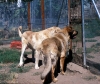Filename=Image26.jpg
Filesize=137KiB
Dimensions=1000x844
Date added=%576 %16, %2010 Image26.jpg