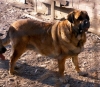 Filename=Image5a.jpg
Filesize=119KiB
Dimensions=1000x872
Date added=%714 %07, %2010 Image5a.jpg