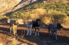 Filename=Image7.jpg
Filesize=118KiB
Dimensions=1000x650
Date added=%057 %31, %2010 Image7.jpg