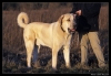 Filename=Toro0058b.jpg
Filesize=107KiB
Dimensions=842x584
Date added=%897 %26, %2006 Toro0058b.jpg