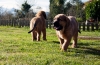 Filename=_MG_2497.jpg
Filesize=477KiB
Dimensions=1024x670
Date added=%549 %02, %2011 _MG_2497.jpg