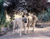 Filename=cecilio-2-c.jpg
Filesize=97KiB
Dimensions=900x696
Date added=%864 %03, %2007 cecilio-2-c.jpg