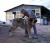 Filename=cecilio-wolfgrey3.jpg
Filesize=65KiB
Dimensions=900x770
Date added=%872 %03, %2007 cecilio-wolfgrey3.jpg