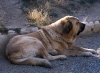Filename=cecilio5.jpg
Filesize=96KiB
Dimensions=900x665
Date added=%866 %03, %2007 cecilio5.jpg