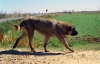 Filename=ganadero13_leon.jpg
Filesize=86KiB
Dimensions=900x578
Date added=%818 %24, %2008 ganadero13_leon.jpg