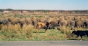 Filename=ganadero14_leon.jpg
Filesize=98KiB
Dimensions=1000x528
Date added=%823 %24, %2008 ganadero14_leon.jpg
