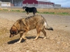 Filename=ganadero20_leon.jpg
Filesize=103KiB
Dimensions=900x670
Date added=%825 %24, %2008 ganadero20_leon.jpg