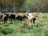 Filename=ganadero6_leon.jpg
Filesize=158KiB
Dimensions=900x690
Date added=%816 %24, %2008 ganadero6_leon.jpg