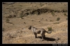 Filename=ismael03_korrigeret.jpg
Filesize=95KiB
Dimensions=614x406
Date added=%026 %09, %2006 ismael03_korrigeret.jpg