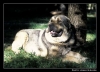 Filename=juglar04_korrigeret.jpg
Filesize=69KiB
Dimensions=542x392
Date added=%782 %14, %2006 juglar04_korrigeret.jpg
