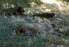 Filename=mastines-ismael-a.jpg
Filesize=75KiB
Dimensions=900x618
Date added=%526 %24, %2008 mastines-ismael-a.jpg