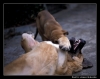 Filename=montes_del_pardo.jpg
Filesize=60KiB
Dimensions=542x430
Date added=%502 %14, %2006 montes_del_pardo.jpg