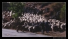 Filename=working_sena12.jpg
Filesize=42KiB
Dimensions=642x370
Date added=%943 %13, %2006 working_sena12.jpg
