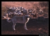 Filename=workingmastin_ismael01.jpg
Filesize=43KiB
Dimensions=642x456
Date added=%423 %14, %2006 workingmastin_ismael01.jpg