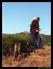 Filename=workingmastin_ismael02.jpg
Filesize=43KiB
Dimensions=498x642
Date added=%424 %14, %2006 workingmastin_ismael02.jpg