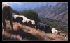 Filename=workingmastin_ismael04.jpg
Filesize=44KiB
Dimensions=642x402
Date added=%417 %14, %2006 workingmastin_ismael04.jpg