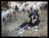 Filename=workingmastin_ismael05.jpg
Filesize=68KiB
Dimensions=642x502
Date added=%057 %11, %2006 workingmastin_ismael05.jpg