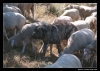 Filename=workingmastin_ismael06.jpg
Filesize=54KiB
Dimensions=642x462
Date added=%427 %14, %2006 workingmastin_ismael06.jpg