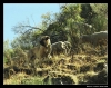 Filename=workingmastin_ismael07.jpg
Filesize=89KiB
Dimensions=642x510
Date added=%065 %11, %2006 workingmastin_ismael07.jpg