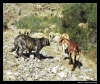 Filename=workingmastin_ismael11.jpg
Filesize=71KiB
Dimensions=642x540
Date added=%435 %14, %2006 workingmastin_ismael11.jpg