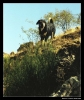 Filename=workingmastin_ismael20.jpg
Filesize=62KiB
Dimensions=540x642
Date added=%452 %14, %2006 workingmastin_ismael20.jpg