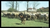 Filename=workingmastin_puppy.jpg
Filesize=64KiB
Dimensions=842x474
Date added=%462 %14, %2006 workingmastin_puppy.jpg