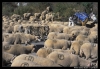 Filename=workingmastines_with_donkey.jpg
Filesize=91KiB
Dimensions=834x580
Date added=%442 %14, %2006 workingmastines_with_donkey.jpg