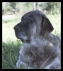 Filename=workingmastinleon%7E1.jpg
Filesize=53KiB
Dimensions=574x642
Date added=%055 %11, %2006 workingmastinleon%7E1.jpg