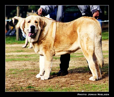 Tizón de Fuente Mimbre - Monográfica 2001
(Ch. Ulises de Ablanera x Senda de Trashumancia)
Born: 10-07-2000
Breeder: Francisco Torrijos 
Owner: José Antonio Estévez

Photo: Jonas Nielsen - © Copyright.  

Keywords: mono01