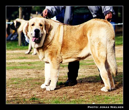 Tizón de Fuente Mimbre - Monográfica 2001
(Ch. Ulises de Ablanera x Senda de Trashumancia)
Born: 10-07-2000
Breeder: Francisco Torrijos 
Owner: José Antonio Estévez

Photo: Jonas Nielsen - © Copyright.  

Keywords: mono01