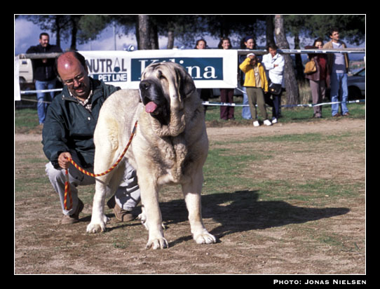 Ulises de Ablanera
(Ch. Nalón de Ablanera x Duna de Isla Perdida)
Born: 25-09-1998
Breeder: Angel Fernández 
Owner: Francisco Torrijos

Photo: Jonas Nielsen - © Copyright.  

Keywords: fuentemimbre