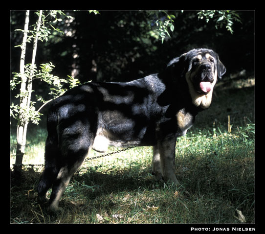 Ulises de Babia
Ch. Truman x Brenda de Babia)
Born: 30-01-1998
Breeder & owner: Pedro Álvarez Barriada 

Photo: Jonas Nielsen - © Copyright.  

Keywords: babia